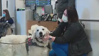 The power of the paw: Ohio State dog therapy program helping ease stress