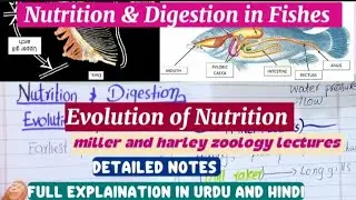 Nutrition and Digestion in fishes|Evolution of nutrition in fishes|BSc and MSc Zoology