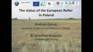 The status of the European Roller in Poland