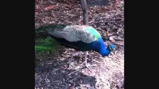 Stanley's Adventures in  Sydney Australia 2012