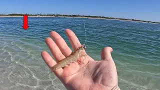 Beach Fishing with LIVE Shrimp in Crystal Clear Water! *Crazy Action*
