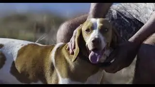 FKNK Conservation & Traditions | Pharaoh Hound, Maltese Hunting Dog & Barn Owl Project