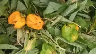 SAUCE KPLALA