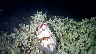 beauty of nature -- night snorkeling in Maldives