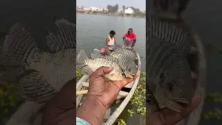 😲Tilapia Fish Facts Why This Fish Is So Popular! #fishing #fishingrecord #fish #viralvideo #shorts
