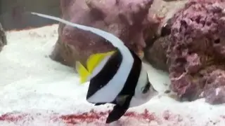 Schooling Bannerfish Day 1 