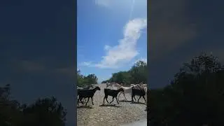 Traditional goat herding in 21th century, Akdeniz, Northern Cyprus #cyprusisland #cyprus #goats