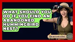 What Should You Do If You Find An Abandoned Hummingbird Nest? - Bird Watching Diaries