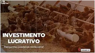 ALTO INVESTIMENTO entrega de 800 FRANGUINHAS poedeiras em uma estrutura surreal