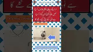 smart pigeon in Kaaba#kaaba#zamzam#viralvideo#islamic#pigeon#mashallah#shorts#trendingnow
