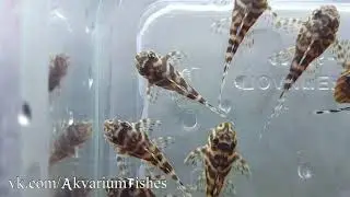 Мали Hypancistrus sp. L-066 Королевский Тигр
