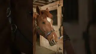Horse Hearing with their ears like this #shorts #horse #nature #youtubeshorts
