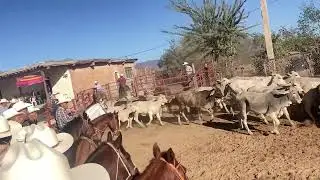 Asi se puso el primer dia de coleadas en los mazates delos sanchez