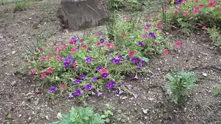 全国花のある風景　深草西浦南公園　京都市伏見区