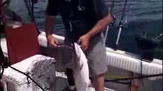 Fishing Tip: Taking Kings on Diver/Spoon Combinations