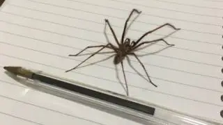 Massive Ugly Spider