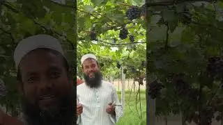 মার্সেল জাতের আঙুর