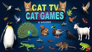 CAT TV 4K 60FPS | 8 HOURS Cat Games for Cats to Watch😻 Birds, Lizard, Rats & Insects | Infinite Calm