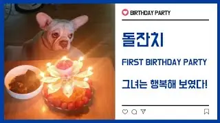 강아지 돌잔치! 오잉은 행복해 보였다^^ dog first birthday party! she exuded happiness^^