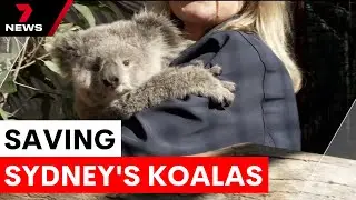 Sydney's new national park protects koala habitat | 7NEWS