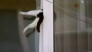 Cat Gets Stuck in Window