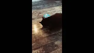 Rambo the manx cat