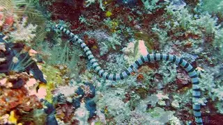 Banded Sea Krait - Laticauda colubrina