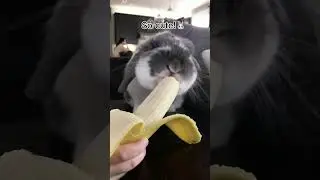 Peanut the Bunny eats a banana!🍌🐰 #shorts #bunny #cute #animals #fyp