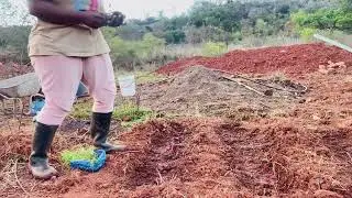 Planting vegetables using chicken manure 