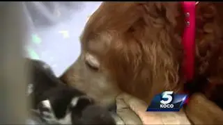 Golden retriever nursing wild dogs at OKC Zoo