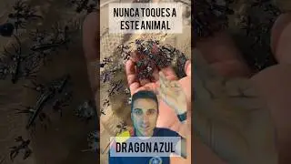 Nunca toques a este animal. Drag&oacute;n azul.#supervivencia#curiosidades #emergencia