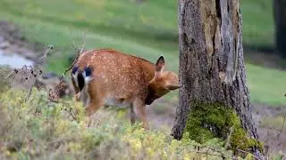 learn about animals: zebras, deer, birds, squirrels, deer and others