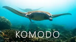 Diving in Komodo National Park, Sumbawa & Moyo Islands