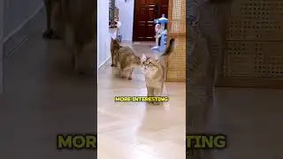 He Tricked His Cats With Paper&hellip; And It Actually Worked 😹📄