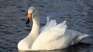 Cisne Cantor Cantando Sonido para Llamar El Mejor