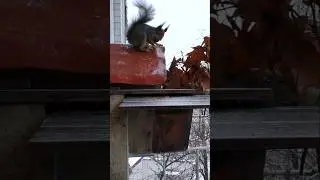 #music #balcony #squirrel #winter #house