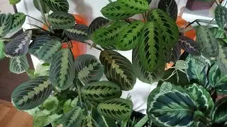 My prayer plant (maranta leuconeura) is getting flowers| Indoor Garden | #Shorts
