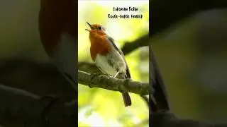 European Robin Singing &ndash; Relaxing Bird Sounds for Deep Focus and Study Ambience