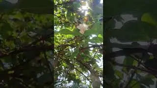#nature#guava#flower