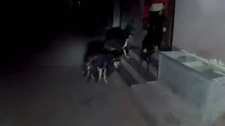 Zomato delevery zomato night job zomato earning 