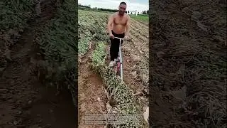 Farming ingenuity: process of peanut harvesting machine