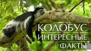 Колобус - интересные факты