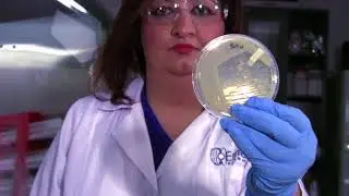 Обзор тестирования минимальной ингибирующей концентрации (МИК)