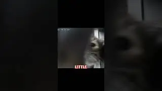 The Truth Behind This Viral Cat Video