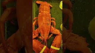 Lobster and clam chowder must have in Maine. #shortsvideo #shorts #shortvideo #video #Maine #lobster
