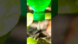 DIY Drip Irrigation Hack with Plastic Bottle | Survival Gardening Tips #camping