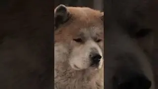 saddest movie i have ever seen//CRYPTONIGHT EDITZ//#movie#sad #dog#edit #viral#ytshorts #dogsadstory