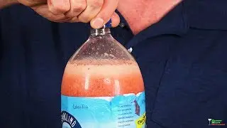 Fermented Strawberry Soda