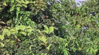 Small minivet #smallminivet #birdwatching_by_ranjit #indianbirds 