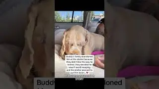 Check Description!  #dog #funny #petcareprovider #dogs #cat #dogvet #puppy #usa #pets